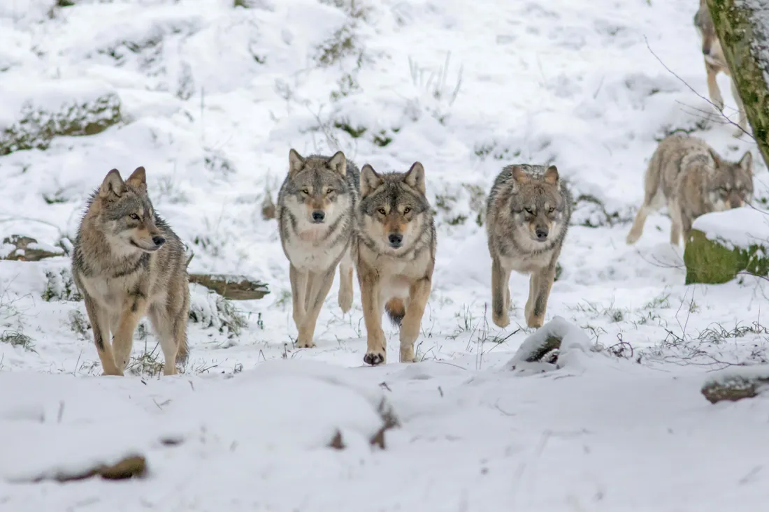 Les loups gris en hiver